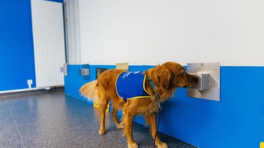 Pokaa, der laut seiner Hundeführerin erste in Frankreich eingesetzte Covid-Suchhund, schnüffelt in einem Altenheim an einer Probe. Ihre gute Nase und ihr soziales Verhalten machen Hunde zu besonders hilfreichen Begleitern für uns Menschen: Es gibt Jagdhunde, Lawinenhunde, Blindenführhunde und Drogenspürhunde. | Bild: picture-alliance/dpa-Bildfunk/ Foto: Philipp von Ditfurth