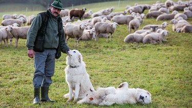 Schäfer Manfred Voigt, am 30.10.2017 mit seinen Herdenschutzhunden Alara (l) und Hugh (r), Rasse Pyrenäenberghund. Ihre gute Nase und ihr soziales Verhalten machen Hunde zu besonders hilfreichen Begleitern für uns Menschen: Es gibt Jagdhunde, Lawinenhunde, Blindenführhunde und Drogenspürhunde. | Bild:  picture alliance / Christoph Schmidt