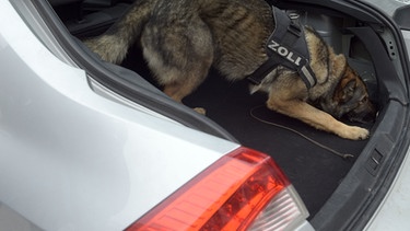 Drogenspürhund bei der Arbeit, er schüffelt in einem Kofferraum. Ihre gute Nase und ihr soziales Verhalten machen Hunde zu besonders hilfreichen Begleitern für uns Menschen: Es gibt Jagdhunde, Lawinenhunde, Blindenführhunde und Drogenspürhunde. | Bild: picture alliance / Stefan Puchner