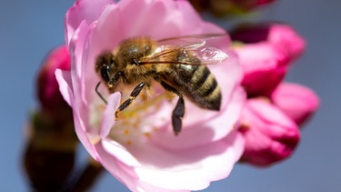 ARCHIV - 25.03.2021, Bayern, München: Eine Biene sammelt in einer Kirschblüte im Olympiapark Pollen. Der Bundestag berät auf seiner Sitzung am 07.05.2021 in zweiter und dritter Lesung über ein Insektenschutzgesetz. Foto: Sven Hoppe/dpa +++ dpa-Bildfunk +++ | Bild: dpa-Bildfunk/Sven Hoppe