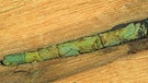 Wildbienen - Schnitt durch ein Stück Holz. Darin ein Gang, in dem mehrere mit Blättern ausgekleidete, tapezierte, Brutzellen der Rosenblattschneiderbiene untergebracht sind.  | Bild: picture alliance / blickwinkel/H. Bellmann/F. Hecke | H. Bellmann/F. Hecker