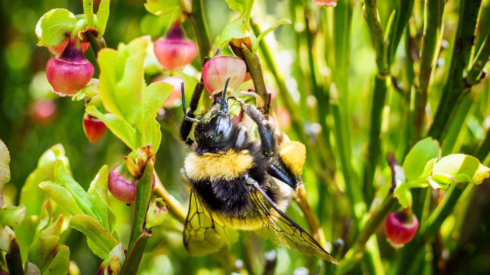 Eine Hummel hängt an einer noch roten Heidelbeere, die an einem Hang des des Hoherodskopfes im Vogelsberg wächst, und saugt Nektar aus der Blüte. Das Insekt ist auch eine Wildbiene. | Bild: picture alliance/dpa | Frank Rumpenhorst Eine Hummel hängt an einer noch roten Heidelbeere, die an einem Hang des des Hoherodskopfes im Vogelsberg wächst, und saugt Nektar aus der Blüte. Das Insekt ist auch eine Wildbiene. | Bild: picture alliance/dpa | Frank Rumpenhorst