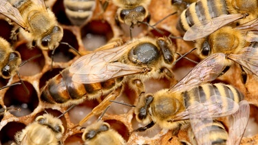 Bienenkönigin mit Arbeitern | Bild: picture-alliance/dpa Bienenkönigin mit Arbeitern | Bild: picture-alliance/dpa