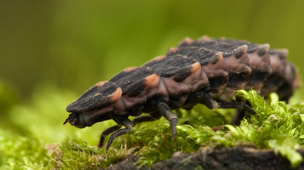Hier ist die Larve eines Großen Leuchtkäfers (Lampyris noctiluca) zu sehen. In Deutschland gibt es neben dem Großen Leuchtkäfer auch Kleine Leuchtkäfer (Gemeines Glühwürmchen, Lamprohiza splendidula) und Kurzflügel-Leuchtkäfer (Phosphaenus hemipterus). | Bild: picture alliance/blickwinkel