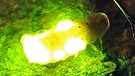 Glühwürmchen leuchten dank Biolumineszenz. Das Licht dient der Leuchtkäfer-Paarung: Auf die Weibchen, die am hellsten leuchten, lassen sich die Männchen einfach aus der Luft fallen. Fliegende Glühwürmchen sind bei uns immer männliche Kleine Leuchtkäfer (auch: Gemeines Glühwürmchen, Lamprohiza splendidula). In Deutschland gibt es außerdem den Großen Leuchtkäfer (Lampyris noctiluca) und den Kurzflügel-Leuchtkäfer (Phosphaenus hemipterus). | Bild: picture-alliance/dpa
