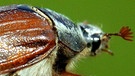 Nahaufnahme eines Maikäfers auf einem Finger. Wie lange leben Maikäfer? Wie werden aus den Larven, sogenannten Engerlingen, Käfer? Was fressen sie und sind Maikäfer Schädlinge? In manchen Jahren, den Maikäferjahren, kommen sie massenhaft vor. Hier erfahrt ihr mehr. | Bild: picture-alliance/dpa
