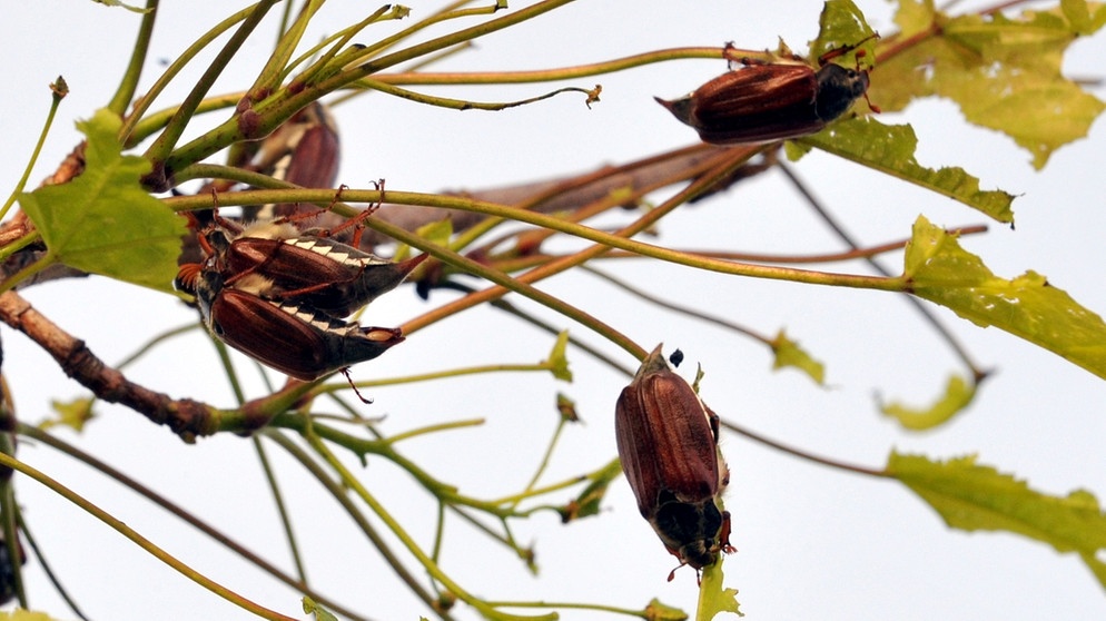 Fraßschäden durch Maikäfer an Blättern eines Ahornbaumes. Wie lange leben Maikäfer? Wie werden aus den Larven, sogenannten Engerlingen, Käfer? Was fressen sie und sind Maikäfer Schädlinge? Hier erfahrt ihr mehr. | Bild: picture-alliance/dpa