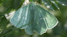 Grünes Blatt (smaragdfarbene Schmetterlingsart) zwischen grünen Blättern | Bild: Markus Gastl, Hortus Insectorum