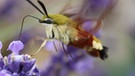 Hummelschwärmer | Bild: Markus Gastl, Hortus Insectorum