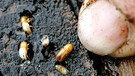 Eine Gefahr auch für den Wald in Bayern: der Borkenkäfer. Wie klein Borkenkäfer sind, zeigt der Finger daneben. | Bild: picture-alliance/dpa