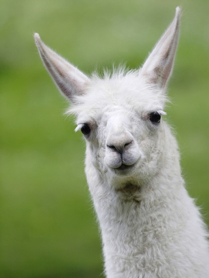 Weißes Lama. Lamas und Alpakas gehören zur Familie der Kamele und sind in den Anden in Südamerika heimisch. Im Vergleich zu Lamas sind Alpakas kleiner, leichter und haben einen rundlichen statt eckigen Körperbau. Hier erfahrt ihr mehr über die Kamele. | Bild: picuture-alliance/blickwinkel