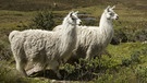 Zwei Lamas auf einer Wiese. Lamas und Alpakas gehören zur Familie der Kamele und sind in den Anden in Südamerika heimisch. Im Vergleich zu Lamas sind Alpakas kleiner, leichter und haben einen rundlichen statt eckigen Körperbau. Hier erfahrt ihr mehr. | Bild: picture alliance/All Canada Photos