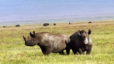 Nashörner in der Serengeti | Bild: picture-alliance/dpa