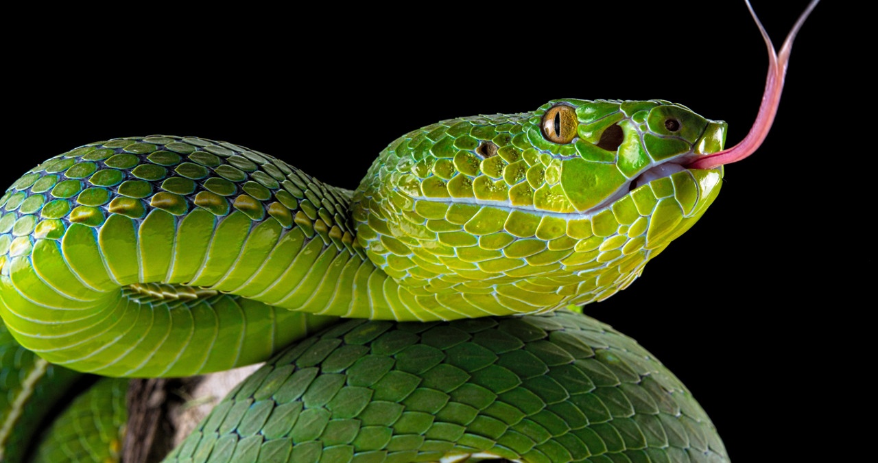 Popes Bambusotter (Trimeresurus popeiorum) weiblich, captive, Asien | Bild: picture alliance/imageBROKER Popes Bambusotter (Trimeresurus popeiorum) weiblich, captive, Asien | Bild: picture alliance/imageBROKER