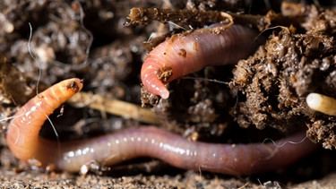 Der Regenwurm ist in der Erde zuhause. Regenwürmer pflügen den Boden und lockern ihn auf. Der Regenwurm mag ein einfaches Lebewesen sein, aber er ist von unschätzbarem Wert: für den Boden, für den Wald, für andere Tiere und für uns. Erfahrt hier, was er unter euren Füßen alles beackert! | Bild: colourbox.com