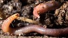 Der Regenwurm ist in der Erde zuhause. Regenwürmer pflügen den Boden und lockern ihn auf. Der Regenwurm mag ein einfaches Lebewesen sein, aber er ist von unschätzbarem Wert: für den Boden, für den Wald, für andere Tiere und für uns. Erfahrt hier, was er unter euren Füßen alles beackert! | Bild: colourbox.com