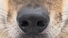 Nahaufnahme einer Wolfsschnauze. Im 19. Jahrhundert war der Wolf in Deutschland ausgerottet. Doch seit dem Jahr 2000 leben wieder Wölfe bei uns. Wie gut kennt ihr die Vorfahren unserer Haushunde? Hier erfahrt ihr spannende Fakten über die Raubtiere.   | Bild: picture alliance/Bildagentur-online