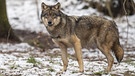 Wolf Ganzkörperprofil. Im 19. Jahrhundert war der Wolf in Deutschland ausgerottet. Doch seit dem Jahr 2000 leben wieder Wölfe bei uns. Wie gut kennt ihr die Vorfahren unserer Haushunde? Hier erfahrt ihr spannende Fakten über die Raubtiere.   | Bild: picture alliance/Bildagentur-online