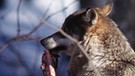Ein Wolf mit einem Stück Beute im Maul. Im 19. Jahrhundert war der Wolf in Deutschland ausgerottet. Doch seit dem Jahr 2000 leben wieder Wölfe bei uns. Wie gut kennt ihr die Vorfahren unserer Haushunde? Hier erfahrt ihr spannende Fakten über die Raubtiere. | Bild: colourbox.com