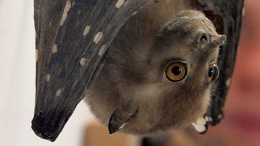 ausgestopfter Flughund im Naturkundemuseum Karlsruhe | Bild: picture-alliance/dpa