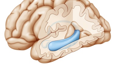 Hippocampus im Gehirn. Unser Gehirn verändert sich ständig und hat die Fähigkeit, sich immer wieder neu zu strukturieren. Was passiert aber im Gehirn, wenn wir lernen? | Bild: picture-alliance/dpa