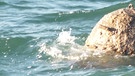 Seemine / Ankertaumine schwimmt in der Nordsee. | Bild: picture alliance/Havariekommando/dpa