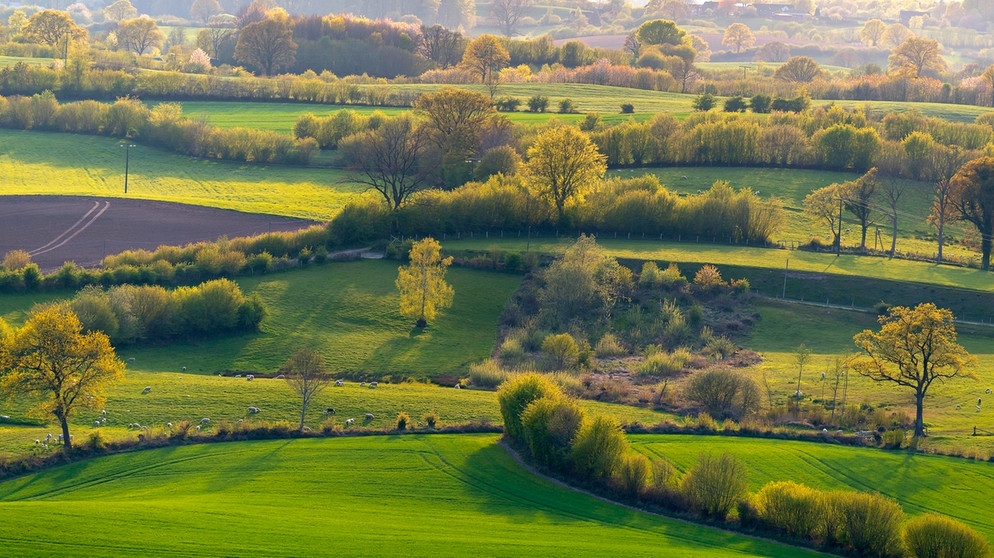 Frühlingslandschaft  | Bild: picture alliance / blickwinkel/C. Kaiser 