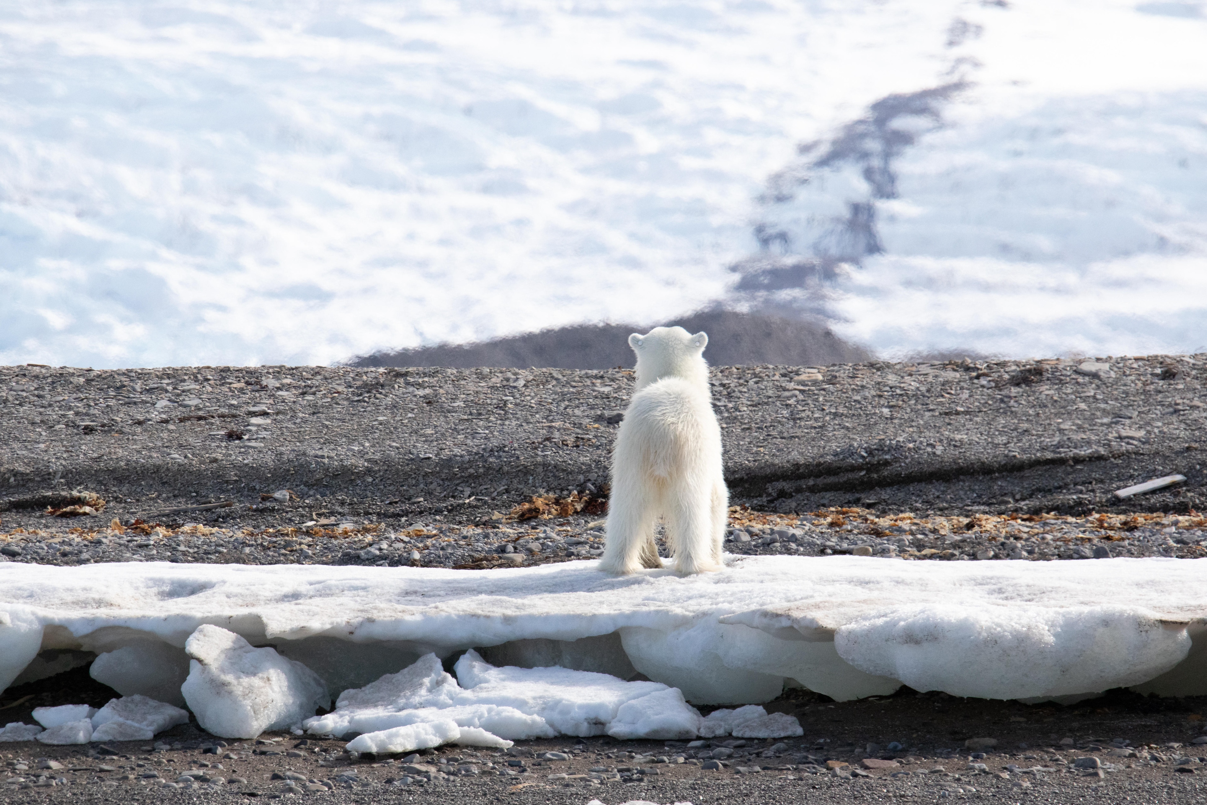 Eisbärin von hinten, Arktis, das Eis schmilzt | Bild: picture alliance / Zoonar | Tanja Kreß Eisbärin von hinten, Arktis, das Eis schmilzt | Bild: picture alliance / Zoonar | Tanja Kreß