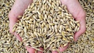 Weizen | Bild: picture-alliance/dpa