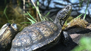 Europäische Sumpfschildkröte | Bild: picture alliance/Patrick Pleul/dpa-Zentralbild/ZB