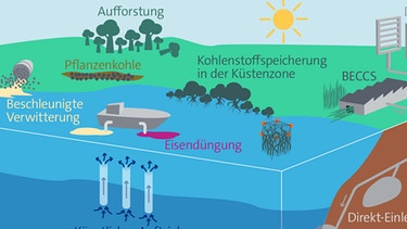 Es gibt unterschiedliche Methoden, um Kohlendioxid (CO2) aus der Atmosphäre zu entnehmen. Durch natürliche CO2-Senken wie Bäume, Seegras oder Mangroven etwa. Aufforstung ist das gängigste CO2-Entnahme-Verfahren. Aber auch Direct Air Capture (DACCS) und Biomassen-Kraftwerke mit CCS werden erforscht. | Bild: BR | Quelle: DFG