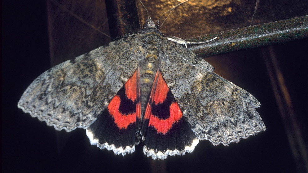 Rotes Ordensband (Catocala nupta, Phalaena nupta), sitzt an einer Laterne. Lichtverschmutzung lässt die Nacht selten werden. Der Lichtsmog stört die Finsternis, Tiere und Ökosysteme - und macht auch uns selbst krank. Einmal im Jahr macht die Earth Night auf zunehmende Lichtverschmutzung aufmerksam. | Bild: picture alliance / blickwinkel/M. Woike | M. Woike Rotes Ordensband (Catocala nupta, Phalaena nupta), sitzt an einer Laterne. Lichtverschmutzung lässt die Nacht selten werden. Der Lichtsmog stört die Finsternis, Tiere und Ökosysteme - und macht auch uns selbst krank. Einmal im Jahr macht die Earth Night auf zunehmende Lichtverschmutzung aufmerksam. | Bild: picture alliance / blickwinkel/M. Woike | M. Woike
