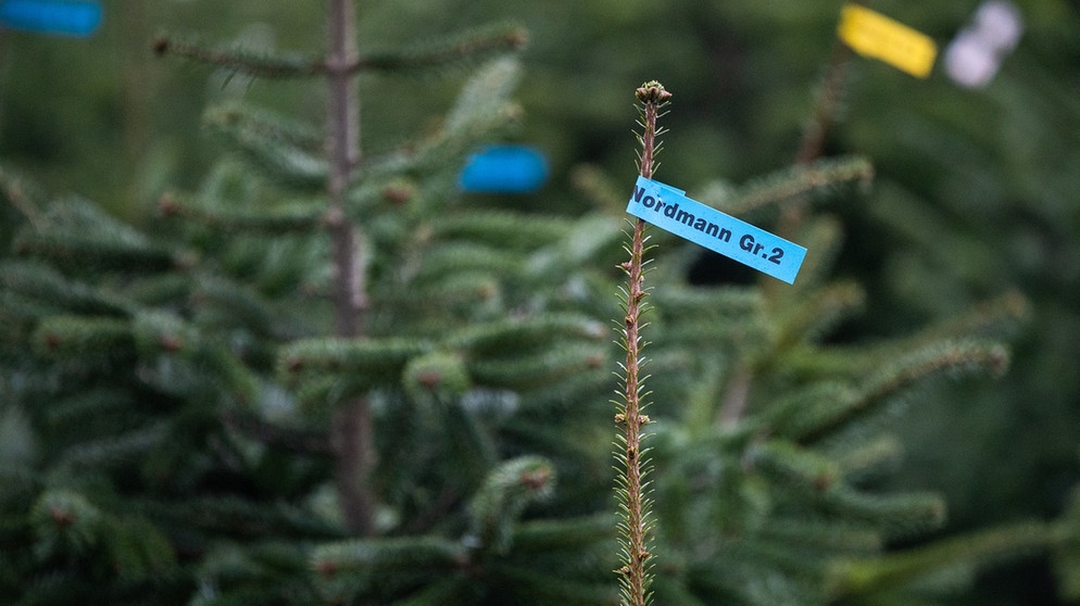 Tannenbäume auf einem Christbaummarkt. Früher waren Rotfichten die klassischen Weihnachtsbäume. Heute dominiert die Nordmanntanne die Wohnzimmer. Hier erfahrt ihr spannende und kuriose Fakten über Weihnachten: Welches ist der beliebteste Weihnachtsbaum, wo stand der größte Christbaum der Welt - und was ist eine Weihnachtsgurke? | Bild: dpa-Bildfunk/Julian Stratenschulte Tannenbäume auf einem Christbaummarkt. Früher waren Rotfichten die klassischen Weihnachtsbäume. Heute dominiert die Nordmanntanne die Wohnzimmer. Hier erfahrt ihr spannende und kuriose Fakten über Weihnachten: Welches ist der beliebteste Weihnachtsbaum, wo stand der größte Christbaum der Welt - und was ist eine Weihnachtsgurke? | Bild: dpa-Bildfunk/Julian Stratenschulte