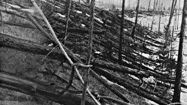 Umgeknickte Bäume nach Tunguska-Ereignis. Vielleicht war es ein Asteroid, der kurz vor seinem Einschlag mehrere Kilometer über der Erde explodierte und dessen Druckwelle zur Explosion in Tunguska führte. | Bild: picture-alliance/dpa
