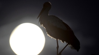 Der Mond ist eigentlich ein recht kleines Gestirn. Durch seine Nähe zu uns scheint er aber deutlich größer. Auch seine scheinbare Helligkeit überstrahlt manch anderen Stern. | Bild: picture-alliance/dpa