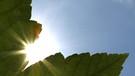 Die Sonne scheint durch ein Ahornblatt. Im Frühjahr verfrüht sich der Sonnenaufgang täglich etwas, Sonnenuntergang ist Abend für Abend einige Minuten später. | Bild: picture-alliance/dpa
