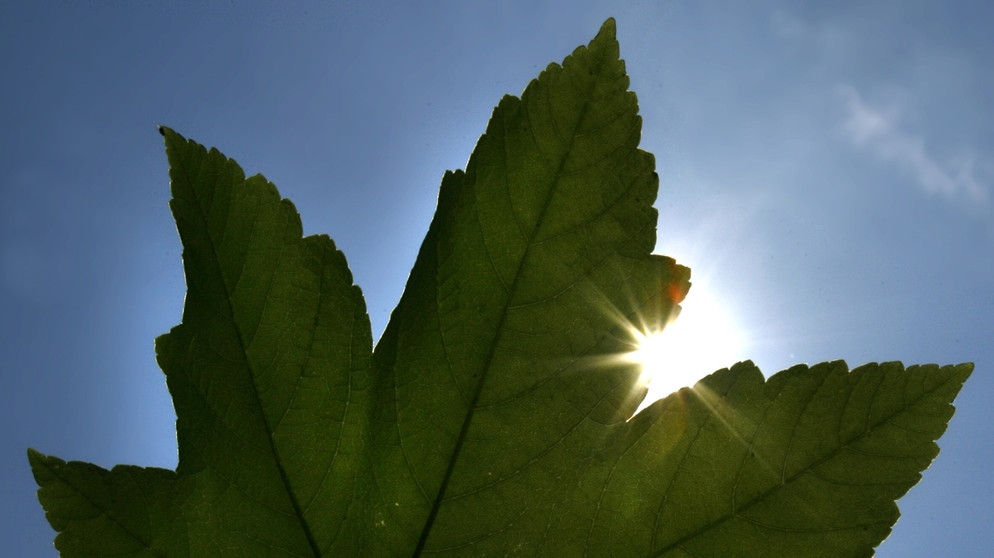 Die Sonne scheint durch ein Ahornblatt. Im Frühjahr verfrüht sich der Sonnenaufgang täglich etwas, Sonnenuntergang ist Abend für Abend einige Minuten später. | Bild: picture-alliance/dpa