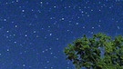 Sternenhimmel hinter einem grünen Baum | Bild: picture-alliance/dpa