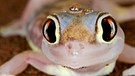 Ein Palmatogecko in einer Nahaufnahme. Schlangen, Echsen und Kamele sind perfekt an die Wüste angepasste Tiere. Im Laufe der Zeit hat sich die Evolution viele Strategien einfallen lassen, die Tieren in diesen trockenen Lebensräumen das Überleben sichern. | Bild: picture alliance / Mary Evans Picture Library | Karl Terblanche /